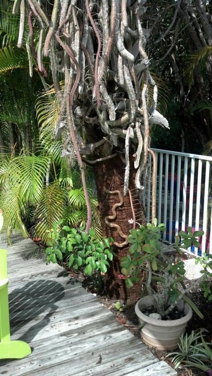 Sunshine Island Inn - Adults Only Sanibel Kültér fotó